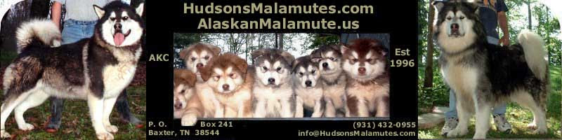 Alaskan malamute puppies' price could range from just $500 to more than $3,000. Hudsonsmalamutes Com Alaskanmalamute Us Akc Ofa Gentle Giant Alaskan Malamutes Bred For Temperament Quality And Size