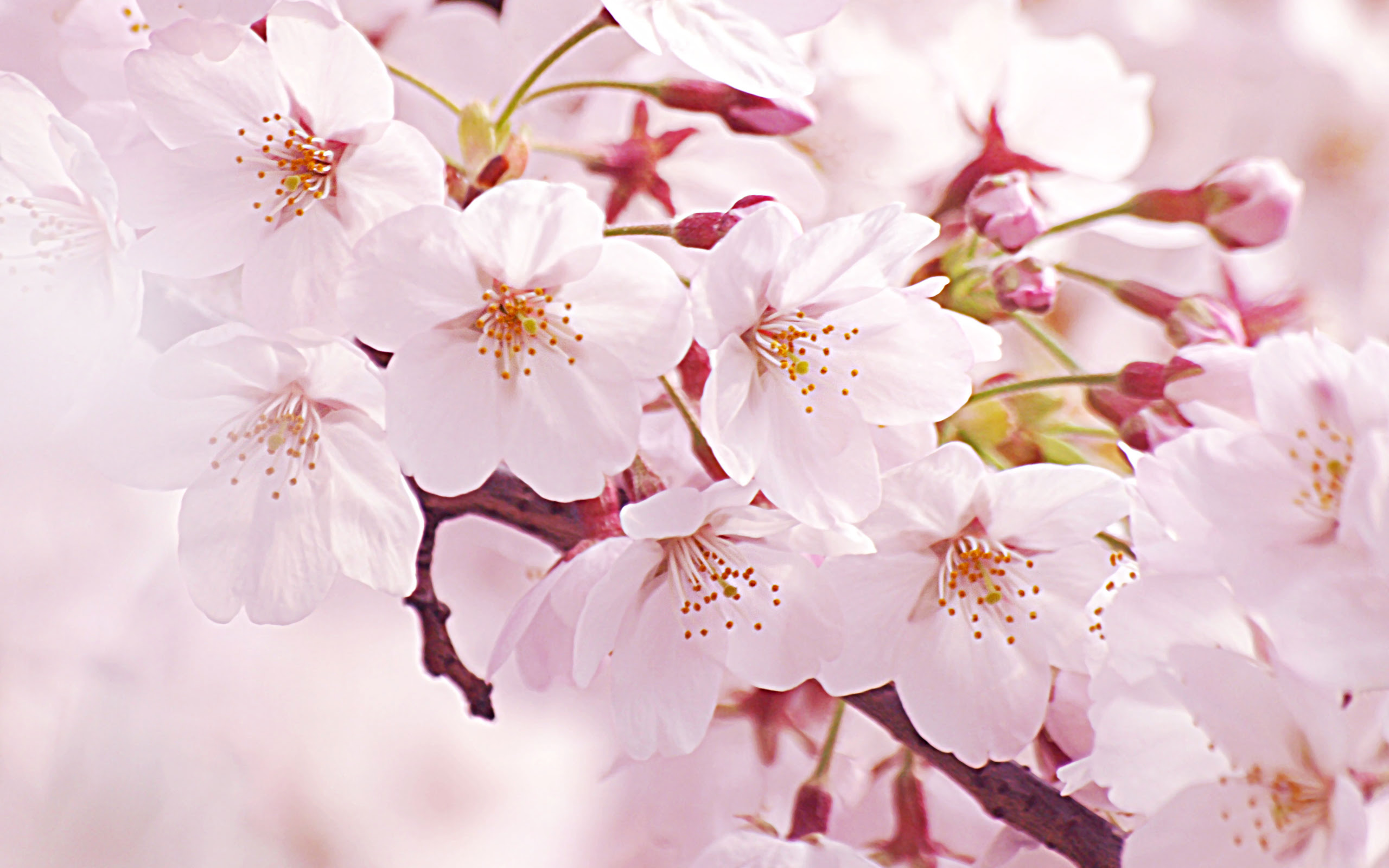 最新pc 壁紙 桜 最高の花の画像