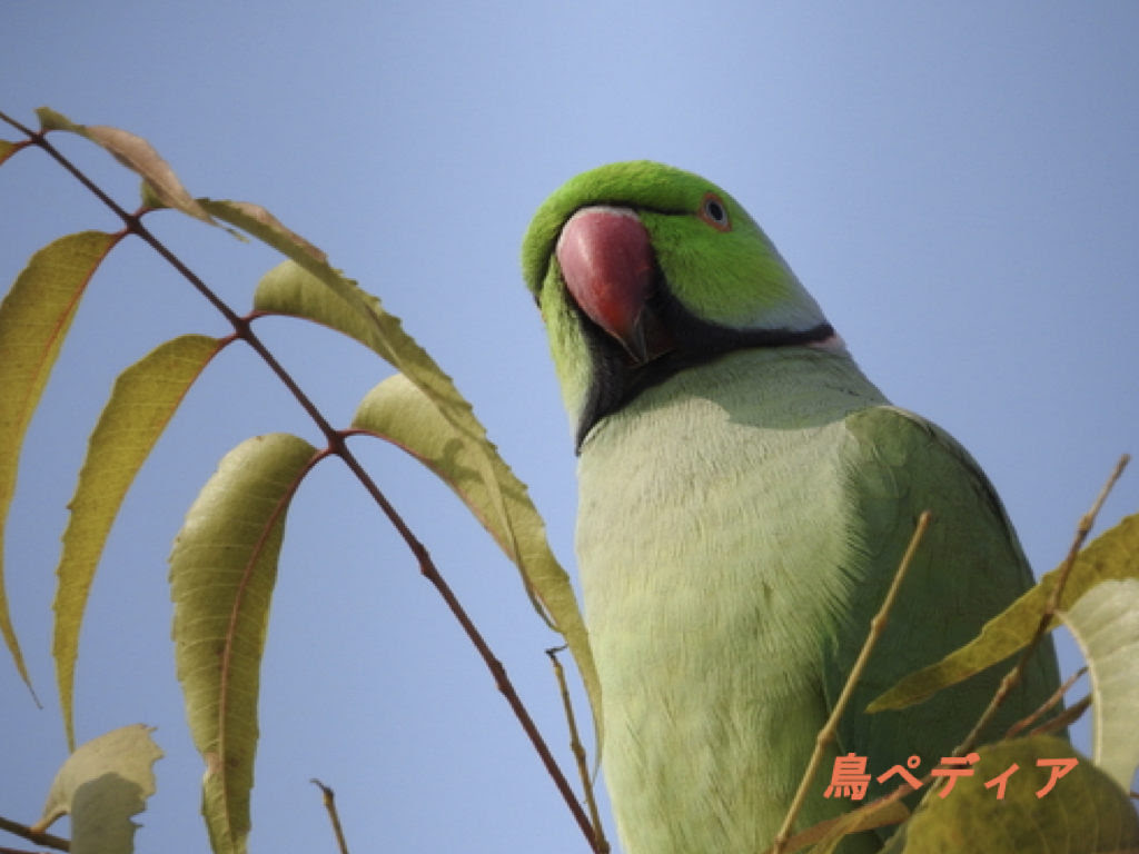 最高かつ最も包括的なワカケ ホン セイ インコ 寿命 最高の花の画像