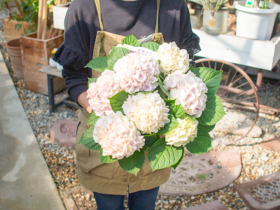 紫陽花 コットンキャンディ 地植え 284717-紫陽花 コットンキャンディ 地植え