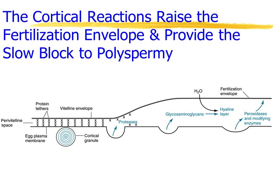 Bits and Bytes of Biology BLOCKS  OF POLYSPERMY  