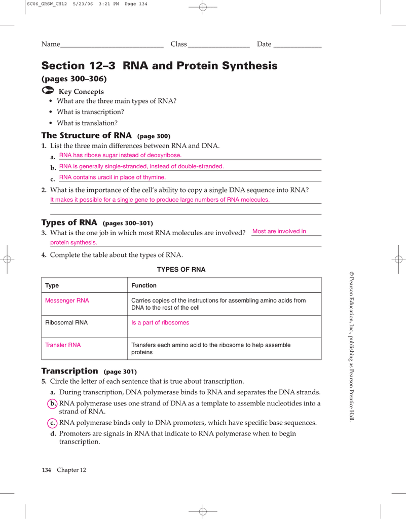 Respond to the questions and prompts in it will causes a mutation or create a different protien. 29 Rna And Protein Synthesis Gizmo Worksheet Answers Free Worksheet Spreadsheet