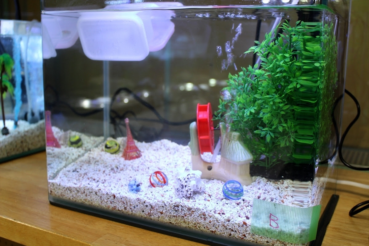 無料ダウンロード 金魚 可愛い水槽 最高のアニメギャラリー