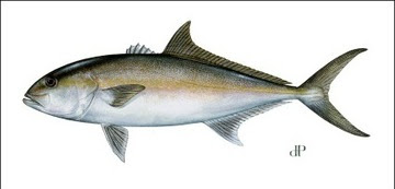 Greater Amberjack illustration