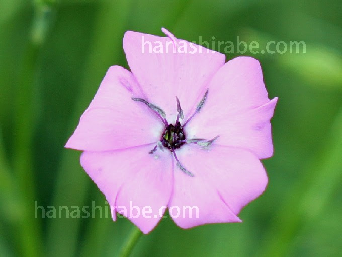 驚くばかりビスカリア 花 最高の花の画像