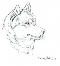 Maybe you would like to learn more about one of these? Husky Coloring Pages Clip Art Library