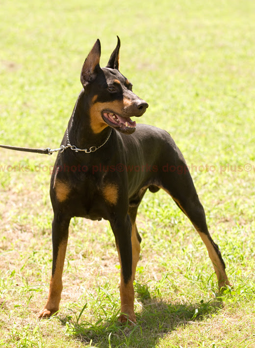 すごい ドーベルマン 警察 犬 すべての動物の絵