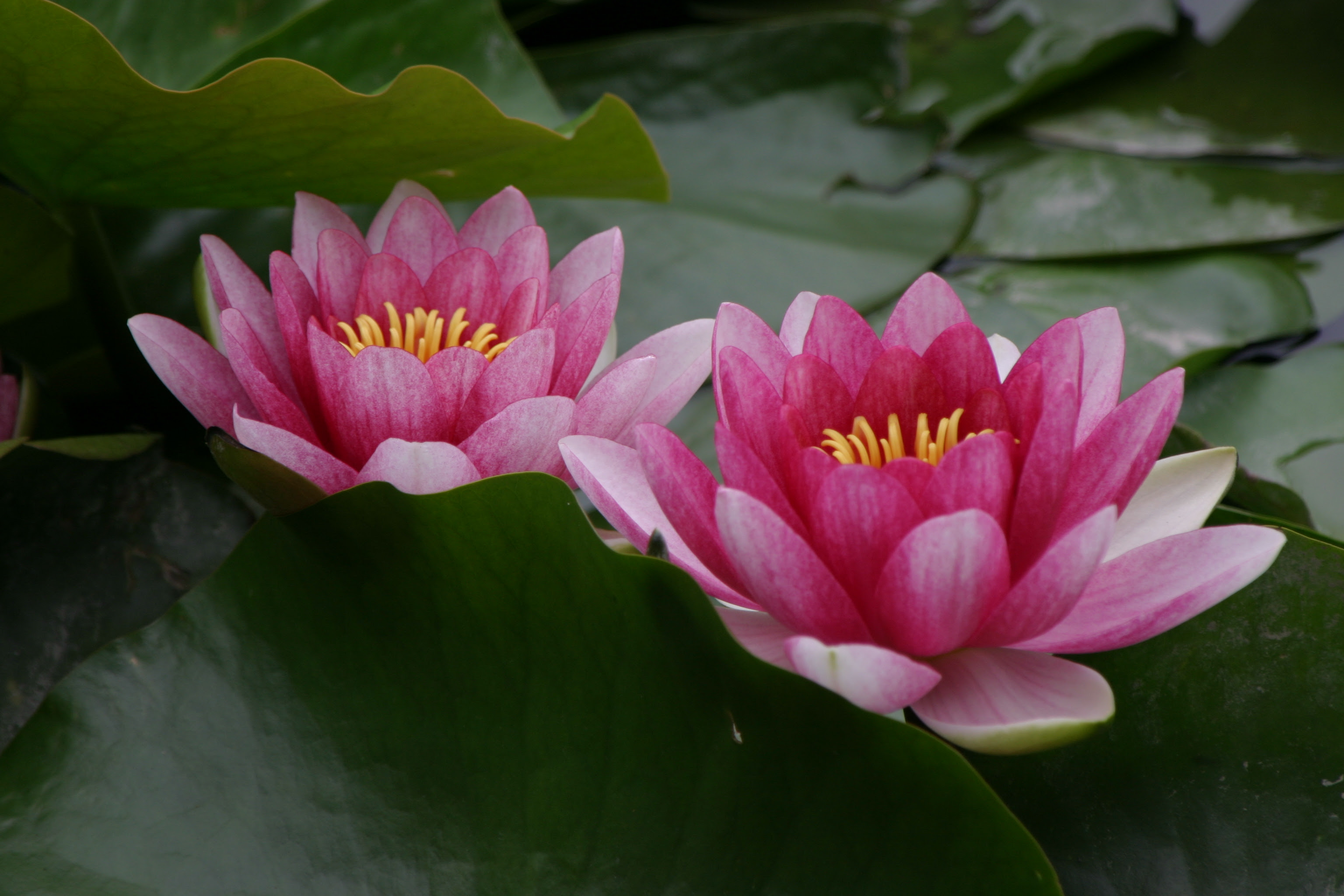 ベスト50 花 言葉 睡蓮 最高の花の画像
