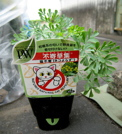 0以上 猫 よら ず ハーブ 無料ダウンロード画像