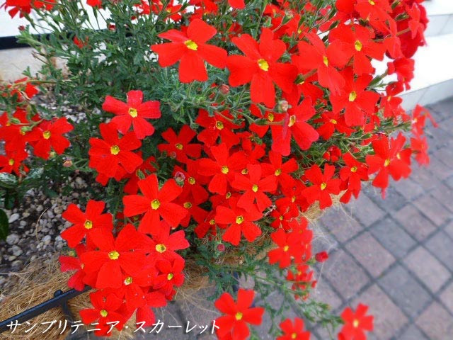 無料ダウンロードサンブリテニア スカーレット 最高の花の画像