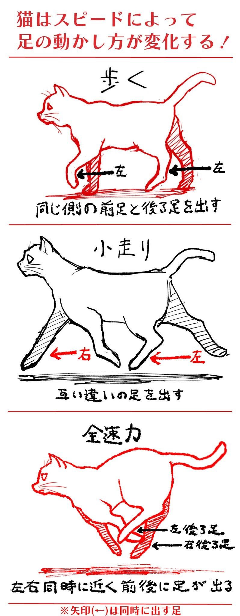すべての動物の画像 無料ダウンロード猫 走る イラスト 正面