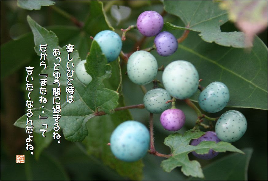 美しい花の画像 最新葡萄 花 言葉