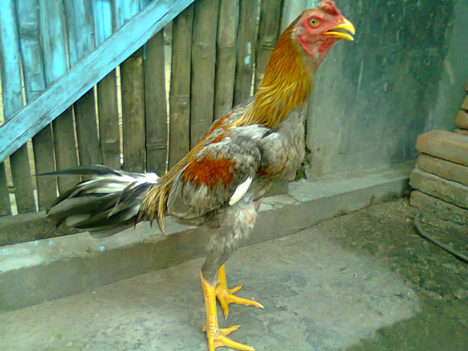 47+ Jenis Warna Jalak Ayam