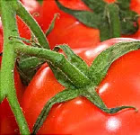 tomatoes