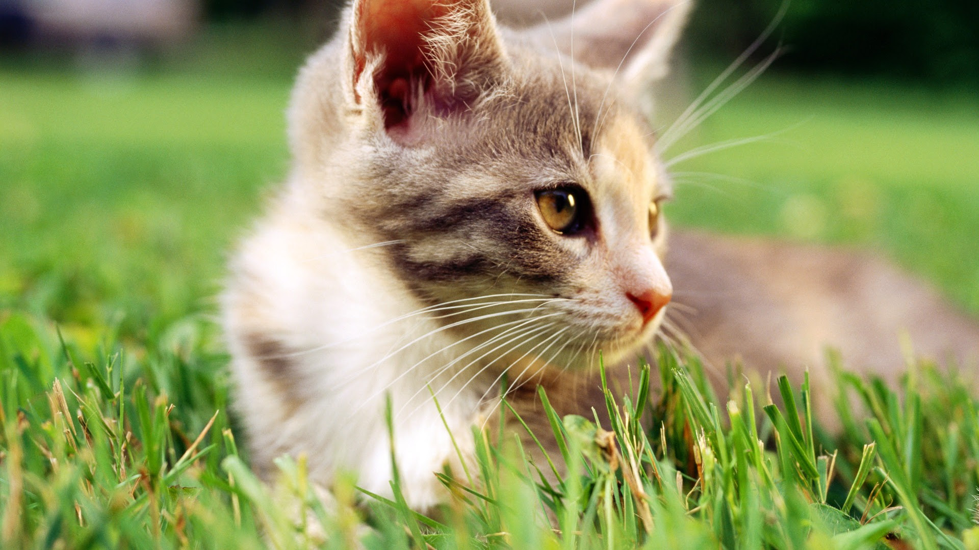 ベストコレクション 壁紙 19x1080 猫 壁紙 19x1080 猫