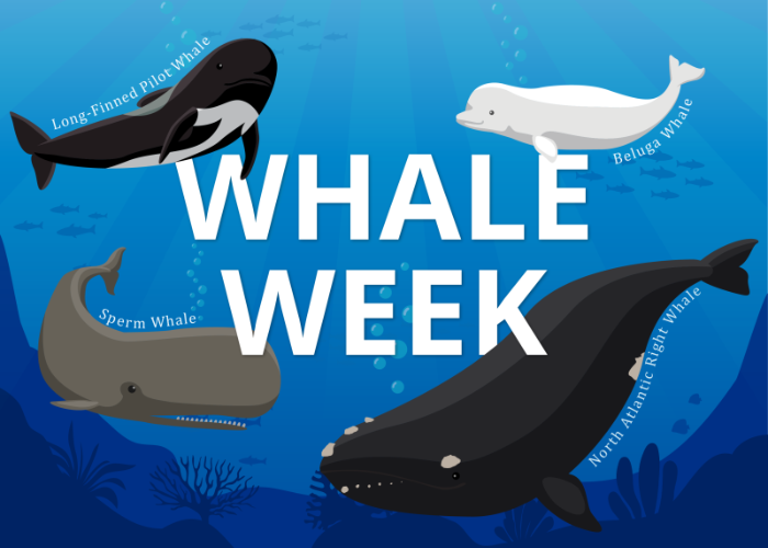 Whale Week banner