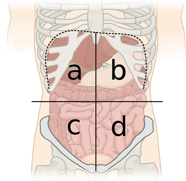 4 Quadrants Labeled / Four Abdominal Quadrants And Nine ...