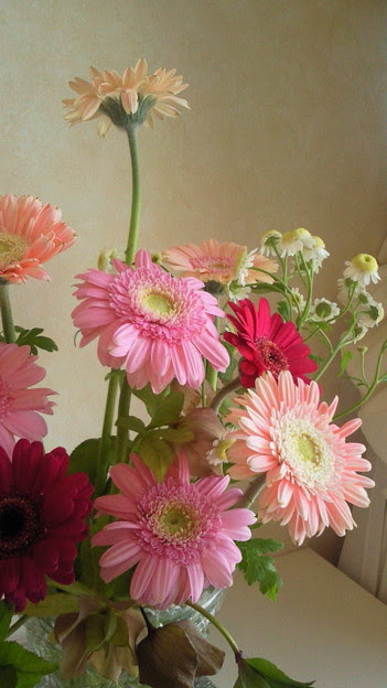 新鮮なピンク の ガーベラ 待ち受け 最高の花の画像