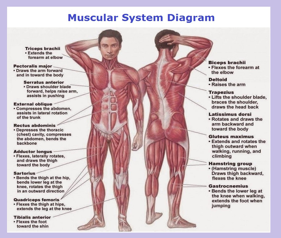 The muscular system starts taking shape when the embryo is just a flat little pancake made up of two layers: Muscular System Diagram Charts