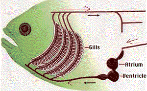 The heart, as well as the entire circulatory system, are unevolvable in a step by step manner. Biology Circulatory System The Heart Of Different Species
