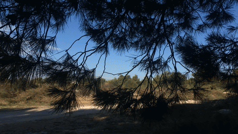 Image/gif, looped, 14 frames, 2.0 s). Real Life Gif S Trees Are Dancing On The Wind Steemit