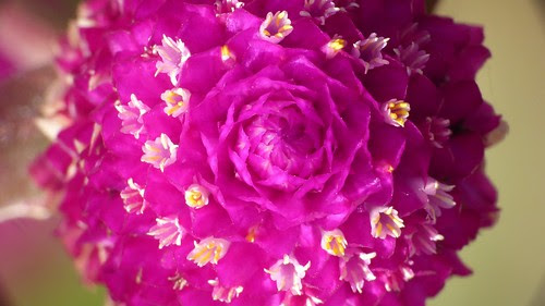 無料印刷可能amaranth 意味 最高の花の画像