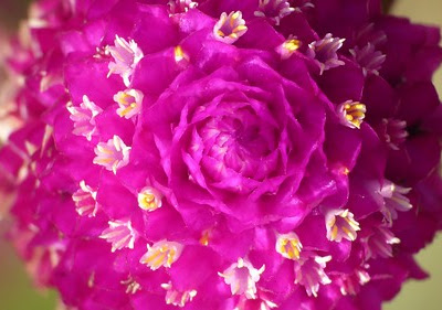 【印刷可能】 amaranth 意味 267306-Amaranth 意味 英語