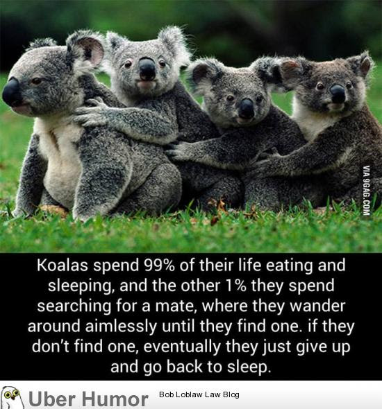Cute messages happy words messages words motivation positivity self reminder. I Might Be A Koala Funny Pictures Quotes Pics Photos Images Videos Of Really Very Cute Animals