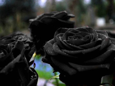 √1000以上 黒薔薇 花言葉 怖い 383733-黒薔薇 花言葉 怖い