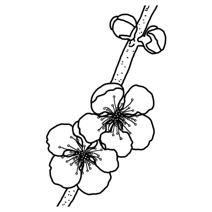 Kasword 梅 の 花 梅 イラスト 白黒