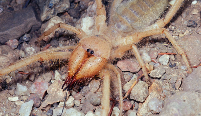 That photo was taken at an angle to make them look bigger than they really are. Solifugae Solifuges Solifugids Solpugids