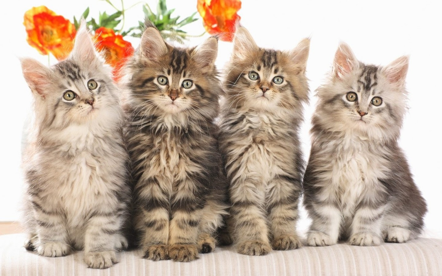 トップレート 猫 壁紙 フリー Jpbestwallpaper