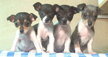 Toy Rat Terrier Puppies For Sale In Louisiana Toywalls
