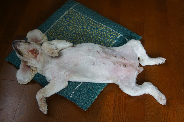 新しいコレクション 犬 トリミング バリカン負け 犬 トリミング バリカン負け blogminh