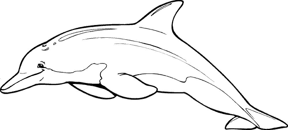 We have a large collection of coloring pages for kids, and it grows almost daily. Dolphin Clip Art Clip Art Library