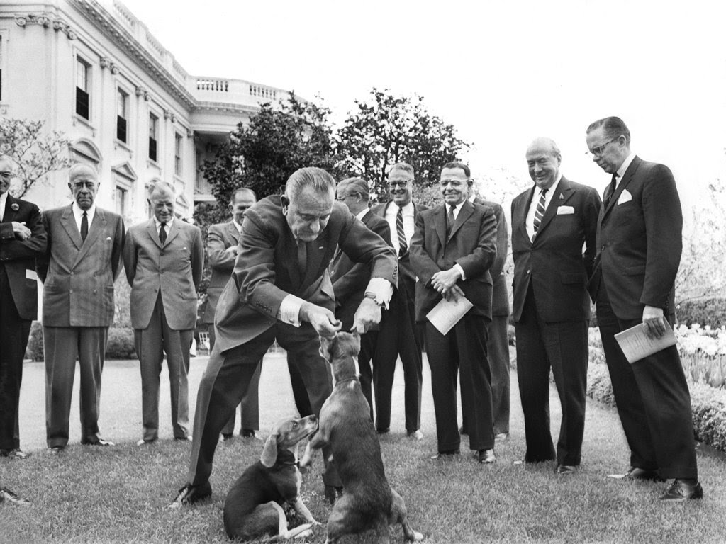 Lbj's favorite dog was a rescue named yuki, a white mutt who had been abandoned by his owner in a gas station in lbj's hometown of johnson city, texas, wrote johnson's grandson, lyndon nugent, according to the presidential. 1964 Lyndon Johnson Picking His Beagle Up By The Ears Claiming It Was Good For Him 1024x768 Historyporn