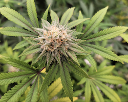 Colorado lawmakers pass bill to legalize recreational marijuana