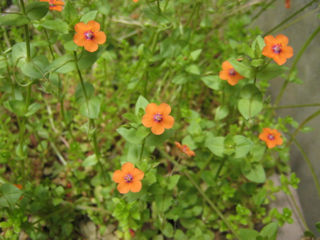 すべての美しい花の画像 新鮮なオレンジ 花 雑草