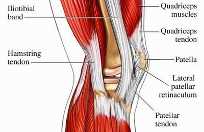 Thick inner bone more robust, takes more weight tibial plateaus (flattened) contact with femur intercondylar eminences: Ohiodance Knee Anatomy