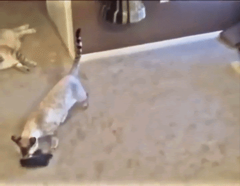 動物画像無料 トップ100 動物 Gif おもしろ