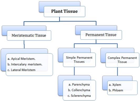 CLASSNOTES: Class 11 Biology Chapter 6 Notes Pdf