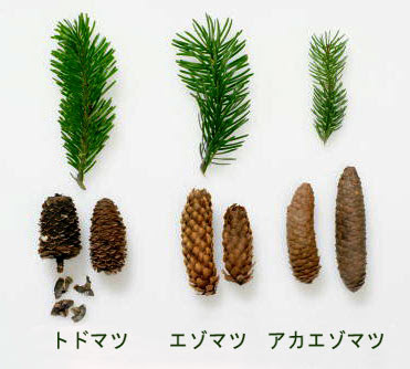 すべての美しい花の画像 トップ100松 種類 見分け方