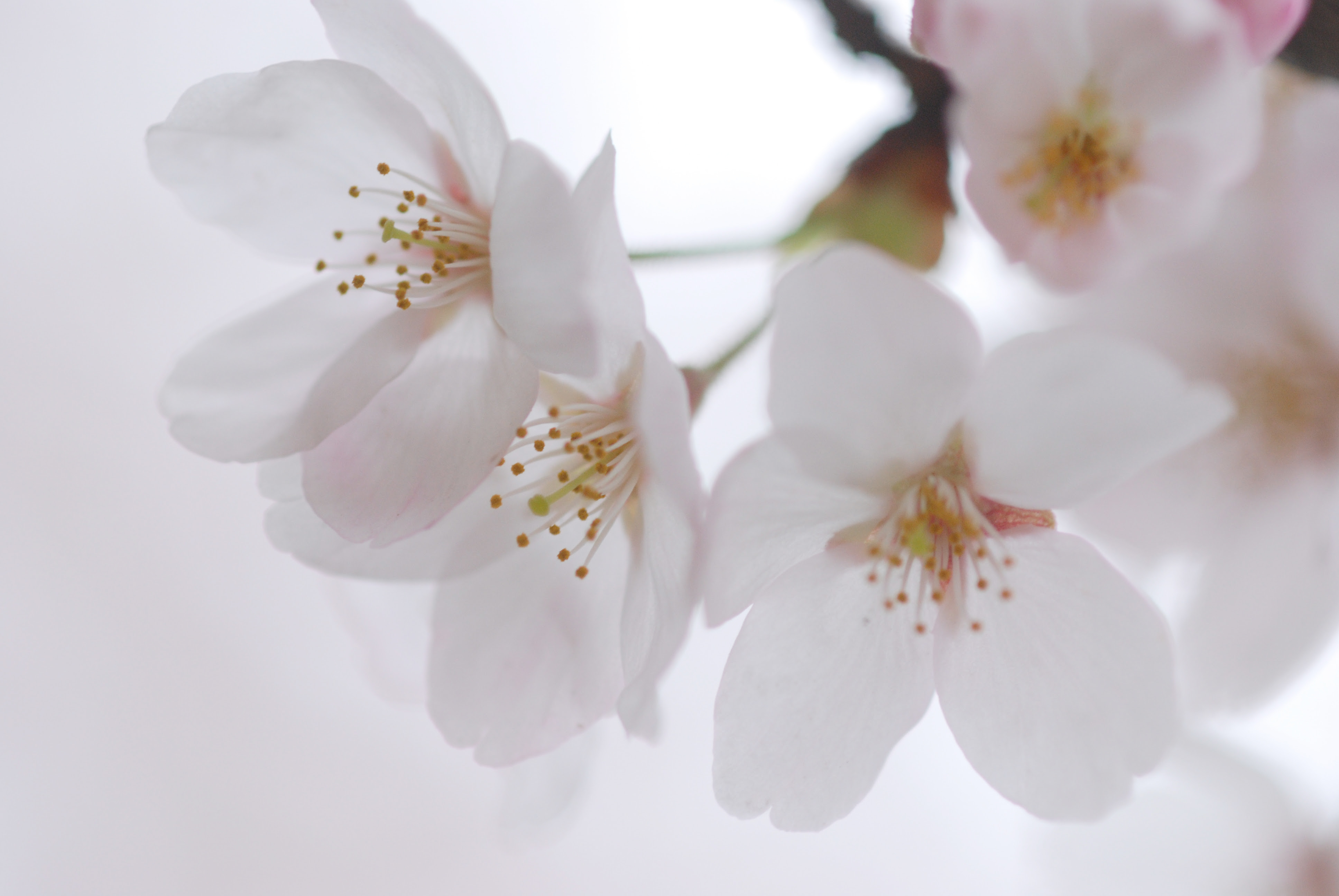 美しい花の画像 驚くばかり桜の 花 言葉 を 知っ てる か