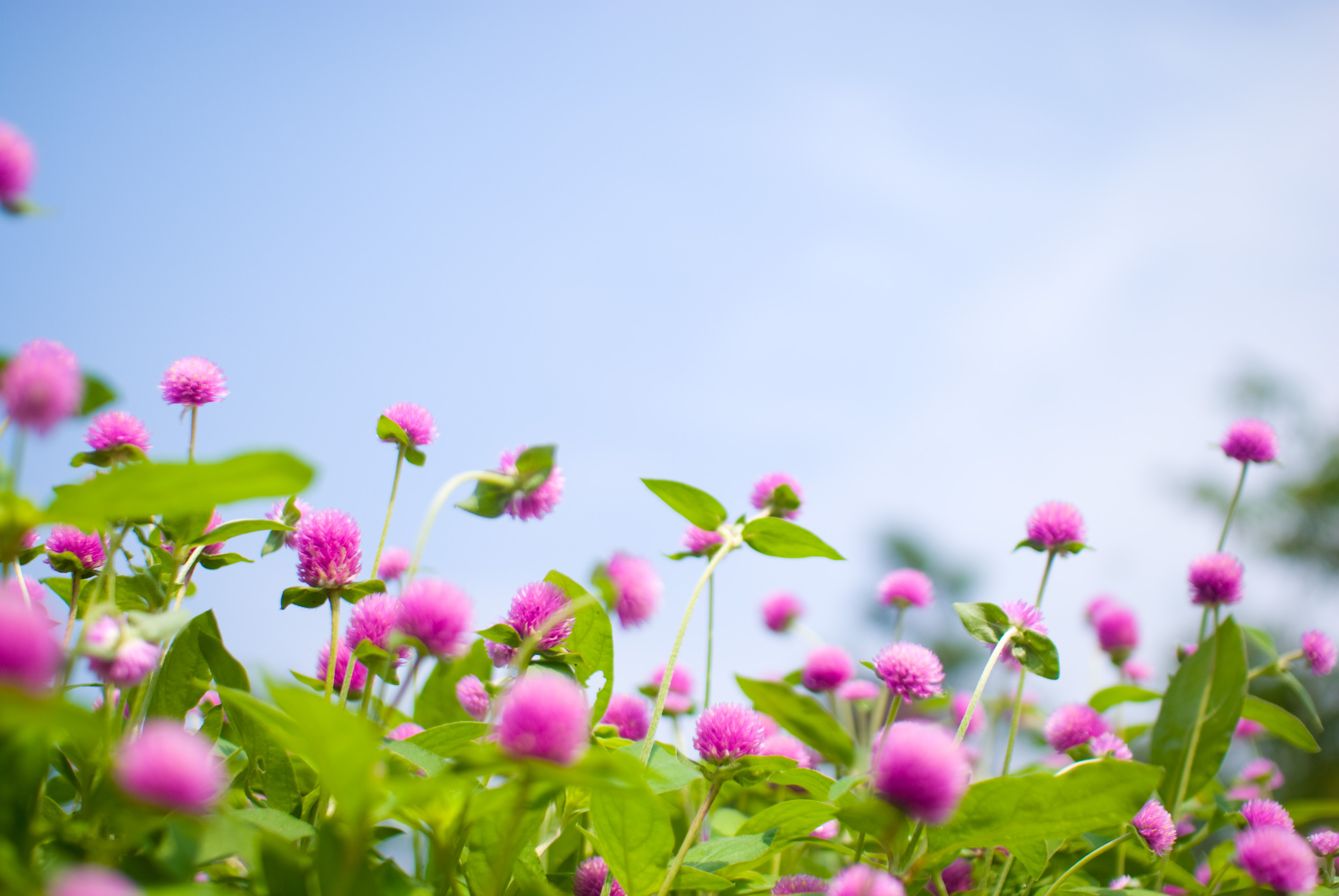 すべての花の画像 これまでで最高の春の 壁紙 無料