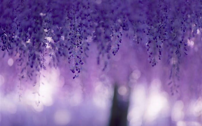 すべての花の画像 最高かつ最も包括的な紫色花桌布
