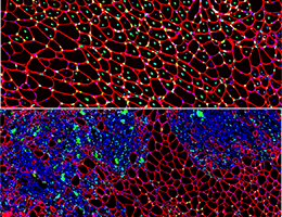 Muscle regeneration marked by incorporation of muscle stem cell nuclei