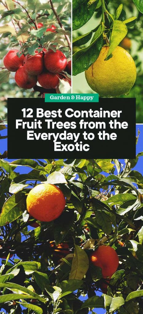 Put your gardens to work planting some of the easiest fruit trees to grow, such as pomegranate trees and fig trees, and you'll be eating fresh and homegrown while saving dollars at the grocery store! 12 Best Container Fruit Trees From The Everyday To The Exotic Garden And Happy