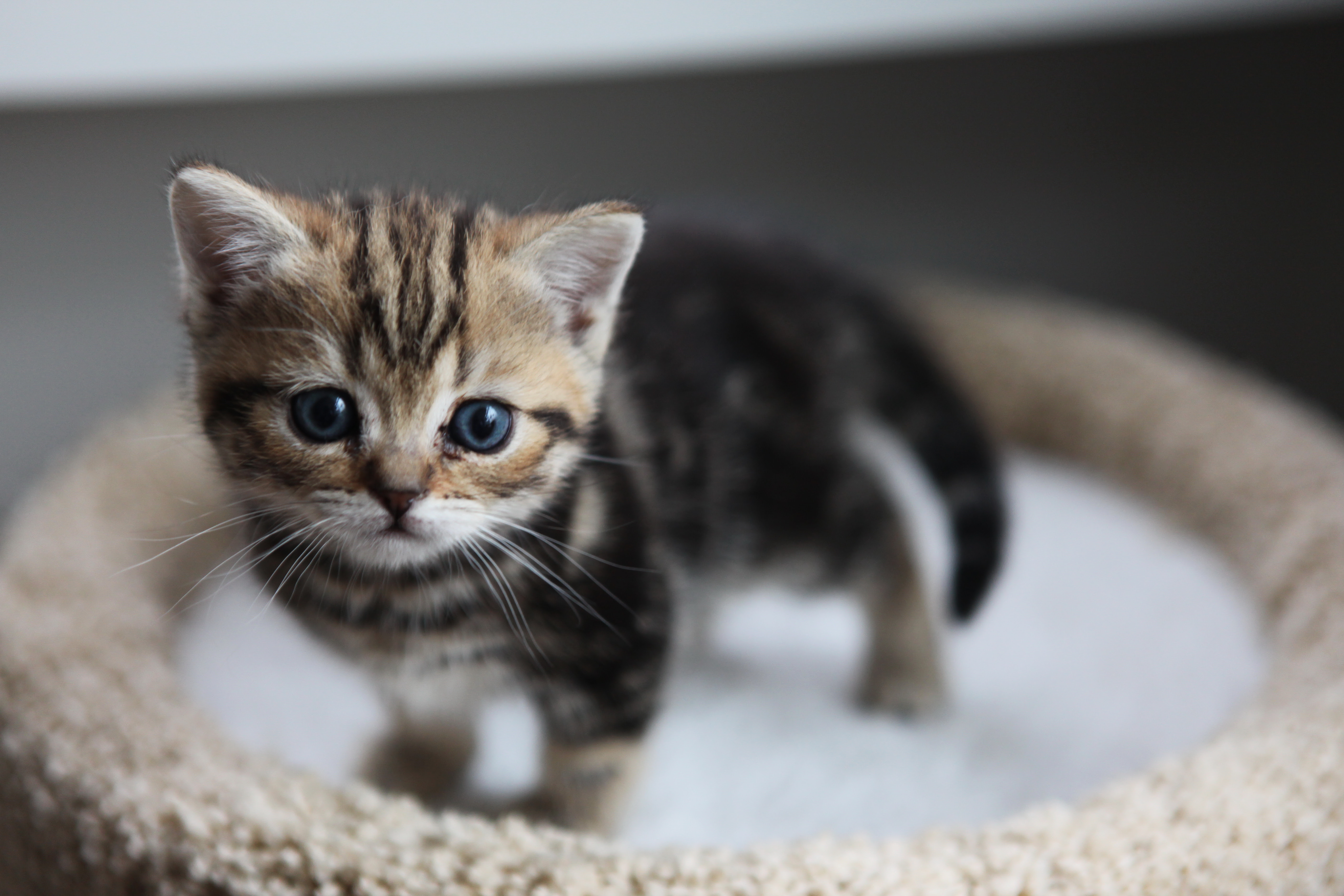 50 素晴らしいかわいい 可愛い 猫 画像 すべての動物画像