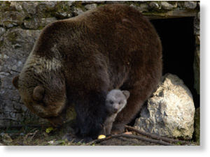 bear_cub.jpg