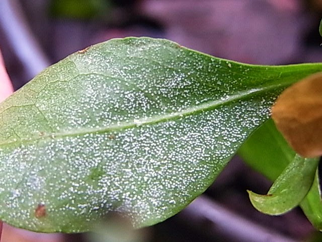 すべての美しい花の画像 最高かつ最も包括的な葉っぱ 裏 白い